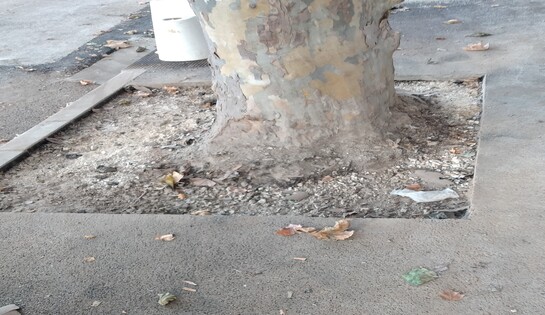 Non respect de la Chartre des Arbres au boulevard des Poilus