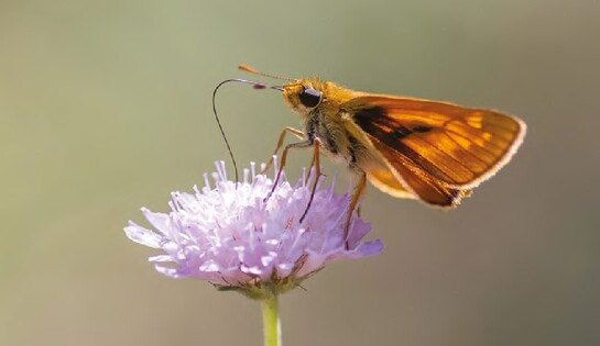 Biodiversité urbaine, déambulation du 12 octobre dans le PNU