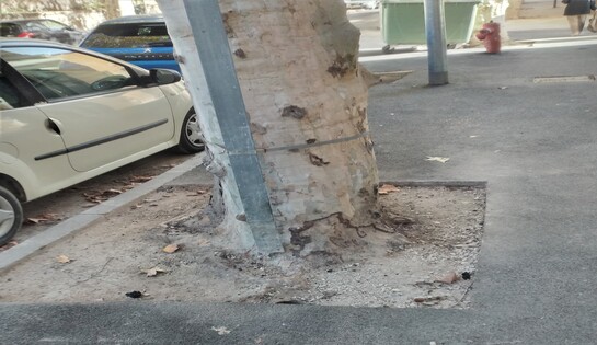 La saga des platanes du boulevard des Poilus, saison 2