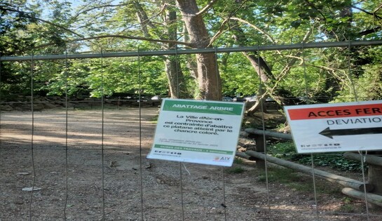 Deux platanes de la Torse atteints par le chancre coloré et la fermeture définitive du parking de délestage
