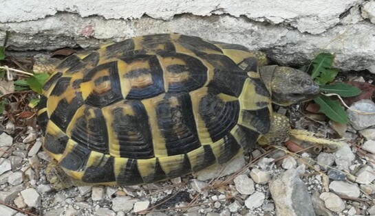 Une tortue d’Hermann en vadrouille pendant la canicule