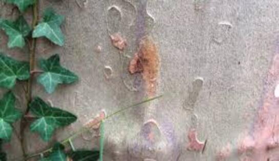 Platanes chancrés sur les berges de la Torse: chronique d’une fin annoncée