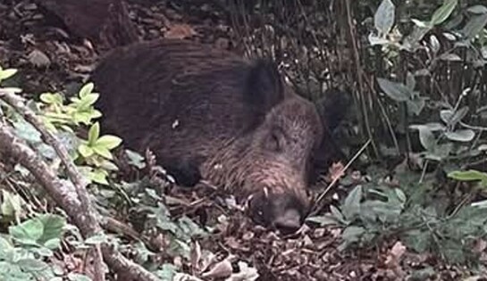 Un sanglier assoupi dans les fourrés de la promenade de la Torse