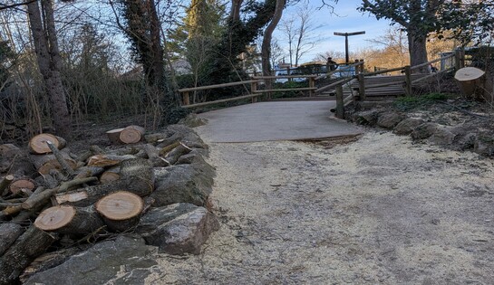 Abattage de deux arbres près du pont de la Torse