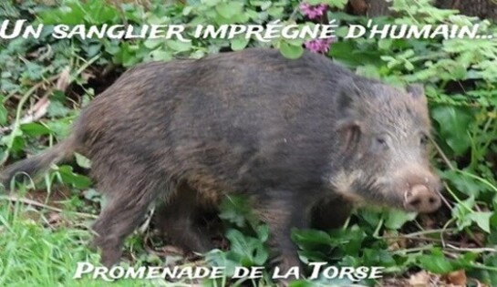 Vidéo d&rsquo;une chasse au sanglier « imprégné d&rsquo;humain »…