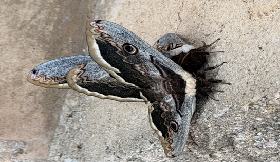 Accouplement du grand paon de nuit
