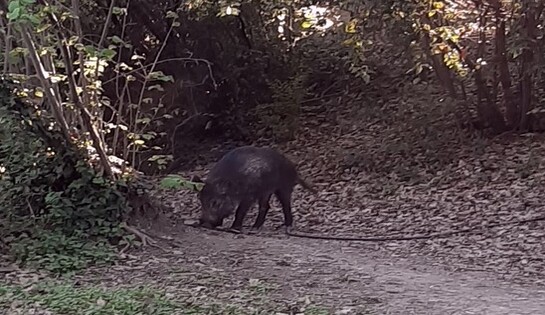 Un sanglier dans la Promenade de la Torse en plein jour, dimanche de Pâques !