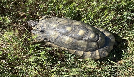 Une tortue de belle taille observée promenade du Grand Barret