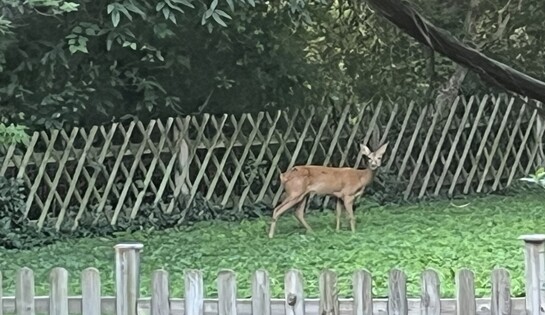 Vie secrète et tranquille dans un jardin