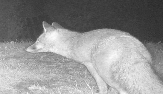 Quelques vidéos d&rsquo;un renard de Provence en vadrouille