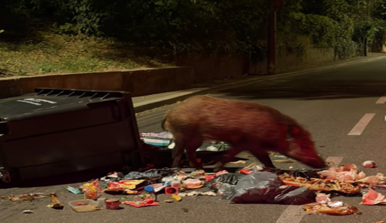 Un sanglier dans la ville…